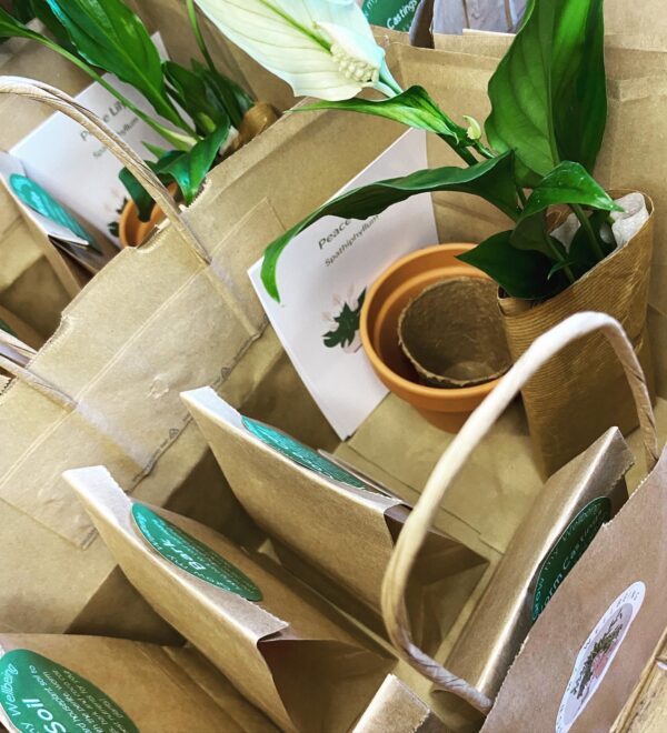 Wellbeing Plant Bundle (3 month subscription) - Image 6