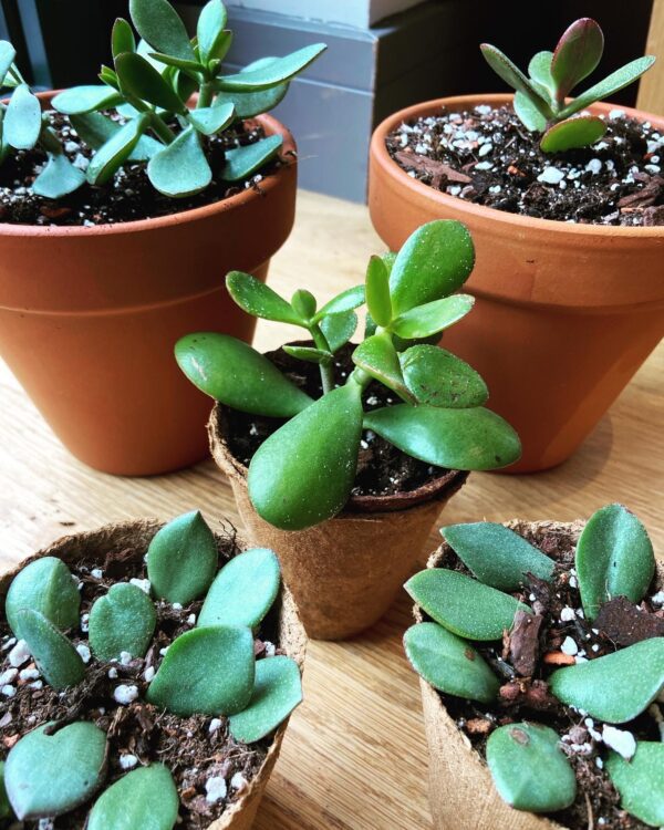 Wellbeing Plant Bundle (3 month subscription) - Image 4