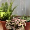 Terrarium Kit - Image 2