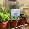 Terrarium Kit - Image 6